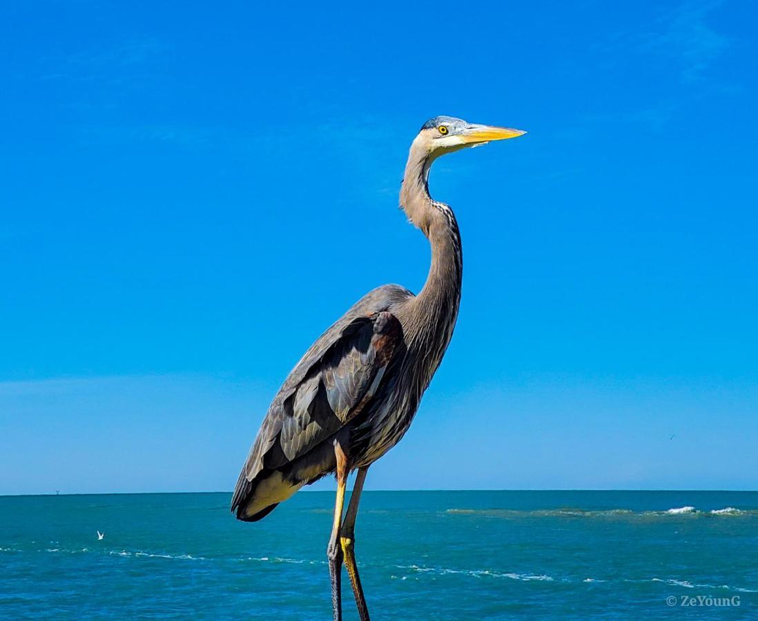 Affordable Beach Condos - One Bedroom Dlx Condos St. Pete Beach Kültér fotó